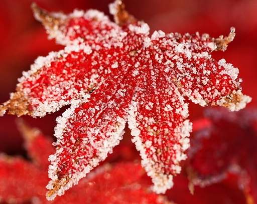 Frost on Japanese maple leaf
